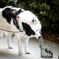 UKC_Nosework_SIRE_3-15-25_Exterior_11