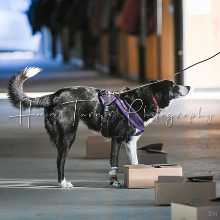 UKC_Nosework_SIRE_3-16-25_Containers_022