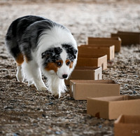 UKC_Nosework_SIRE_11-3-24_022