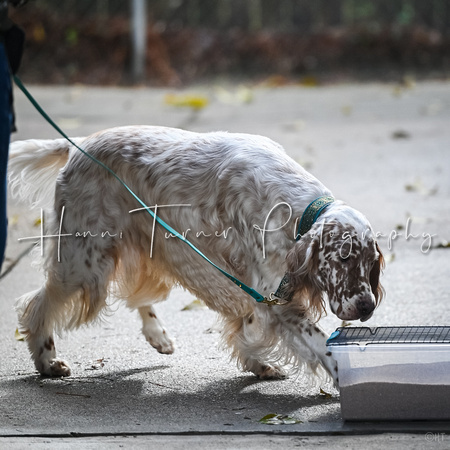 Scentwork_UKC_Banff_12-15-24_Burried_002