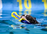 DockDiving_SplashPaws_11-4-24_023