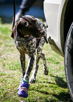 UKC_Nosework_SIRE_3-16-25_Colby005