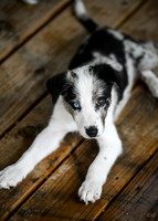 DockDiving_SplashPaws_4-4--25_004