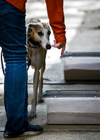 Scentwork_UKC_Banff_12-15-24_Burried_016