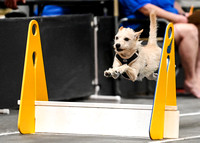 Flyball_WizardofOz_11-2-24_1032