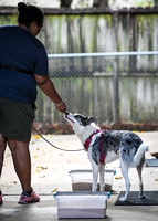 Scentwork_UKC_Banff_12-15-24_Burried_024