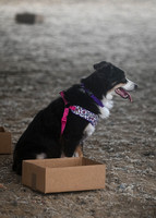 UKC_Nosework_SIRE_11-3-24_005