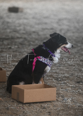 UKC_Nosework_SIRE_11-3-24_005