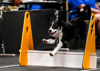 Flyball_WizardofOz_11-2-24_1030
