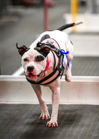 FlyBall_Wizard_of_Oz_Baytown_11-2-24_024