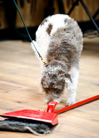 UKC_Nosework_SIRE_3-16-25_Interior_002