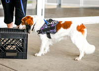 Scentwork_Leonberger_MCRBTC_4-5-25_Exterior_005