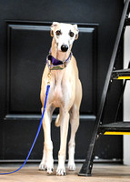 UKC_Nosework_SIRE_3-16-25_Interior_018
