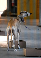 UKC_Nosework_SIRE_3-16-25_Containers_016