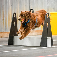 FlyBall_Wizard_of_Oz_Baytown_11-2-24_622