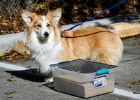 AKC_Nosework_Banff_1-19-25_Burried_004