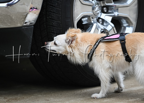 UKC_Nosework_SIRE_11-3-24_047