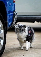 UKC_Nosework_SIRE_11-3-24_038
