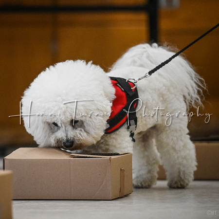 Scentwork_Leonberger_MCRBTC_4-5-25_Containers_020