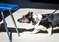 AKC_Nosework_Banff_1-19-25_Exteriors_008