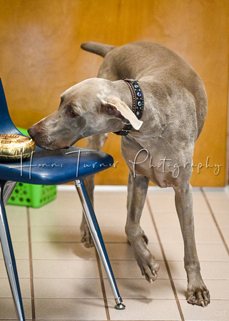 Scentwork_UKC_Banff_12-15-24_Interior_19
