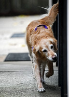 Scentwork_UKC_Banff_12-15-24_Detective_08