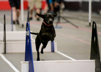 Flyball - CasinoRoyale 2-19-23