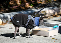AKC_Nosework_Banff_1-19-25_Burried_013