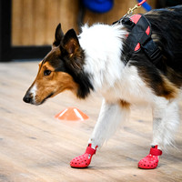 UKC_Nosework_SIRE_3-15-25_Interior_22