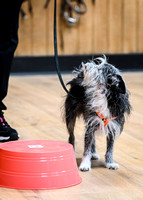 UKC_Nosework_SIRE_11-3-24_446