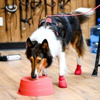 UKC_Nosework_SIRE_11-3-24_451