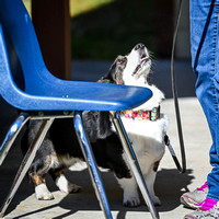 AKC_Nosework_Banff_1-19-25_Exteriors_009