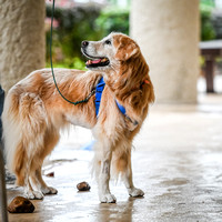 Scentwork_Leonberger_NCS_11-17-24_Exterior_017