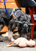 AKCScentwork_Leonberger_NCS_5-11-24_Interior_006