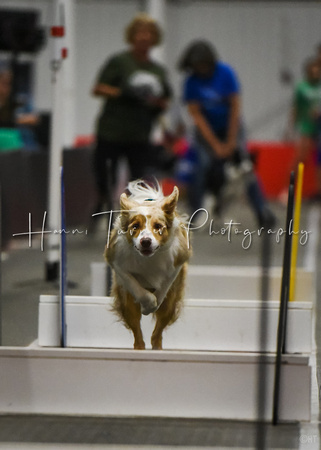 Flyball_Dogwarts_6-25-23_13