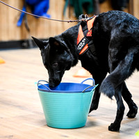 UKC_Nosework_SIRE_11-3-24_438