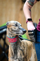 UKC_Nosework_SIRE_3-15-25_Interior_09