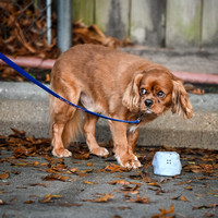 UKC_Nosework_Banff_12-15-24_Exterior_008