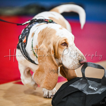 AKC_Nosework_Banff_1-19-25_Containers_231