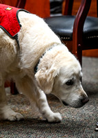 AKCScentwork_Leonberger_NCS_5-11-24_Interior_013
