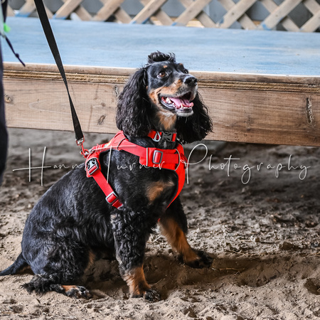 UKC_Nosework_SIRE_11-3-24_307