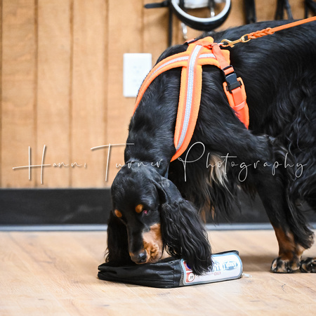 UKC_Nosework_SIRE_11-3-24_432