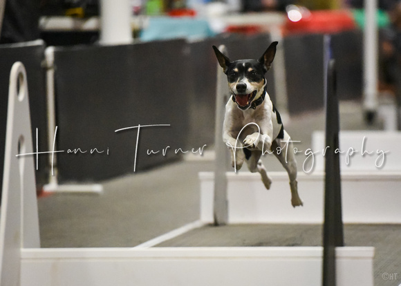 Flyball_Dogwarts_6-25-23_25