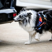 UKC_Nosework_SIRE_11-3-24_045