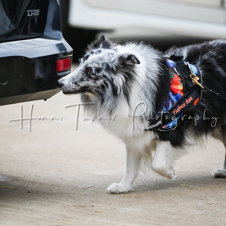 UKC_Nosework_SIRE_11-3-24_045