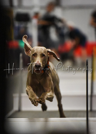 Flyball_Dogwarts_6-25-23_8