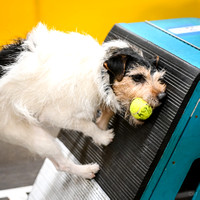 FlyBall_Wizard_of_Oz_Baytown_11-2-24_608