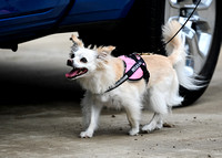 UKC_Nosework_SIRE_11-3-24_048