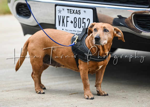 UKC_Nosework_SIRE_11-3-24_033