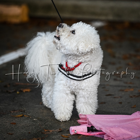 UKC_Nosework_Banff_12-15-24_Exterior_016
